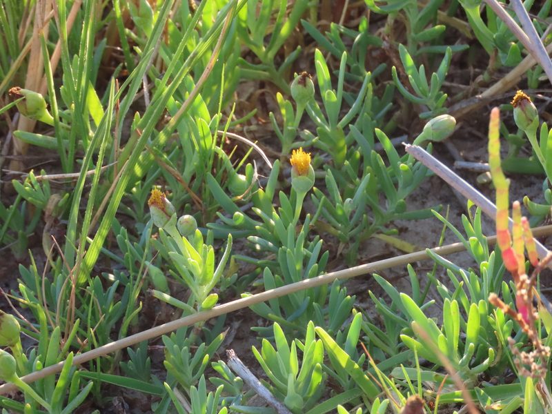 Jaumea linearifolia, photographed by Florencia Grattarola