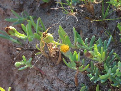 Jaumea linearifolia, photographed by Florencia Grattarola