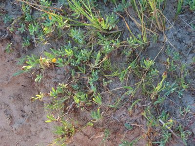 Jaumea linearifolia, photographed by Florencia Grattarola