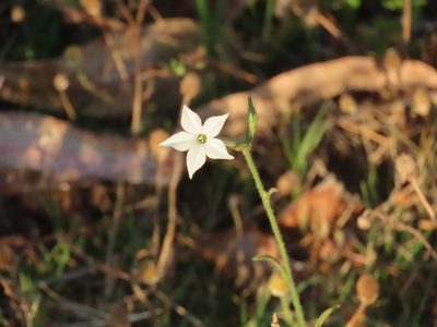 Nicotiana longiflora, photographed by Florencia Grattarola