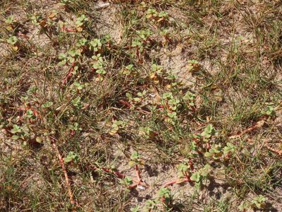 Gomphrena portulacoides, photographed by Florencia Grattarola