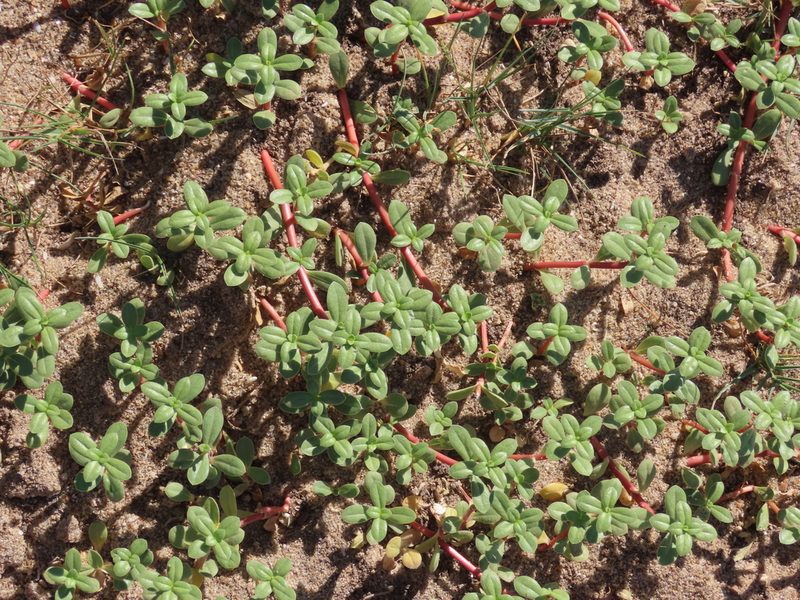 Gomphrena portulacoides, photographed by Florencia Grattarola