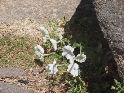 Petunia axillaris, photographed by Florencia Grattarola