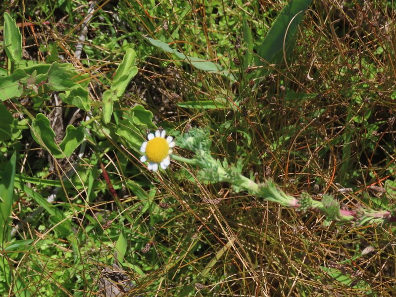 Cotula nigellifolia, photographed by Florencia Grattarola