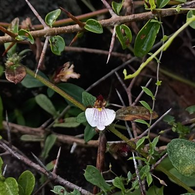 Blepharis maderaspatensis, photographed by Paulmathi Vinod