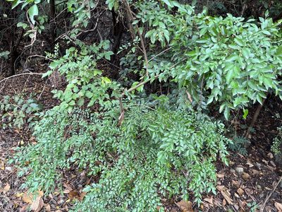 Fraxinus griffithii, photographed by 謝麗霦