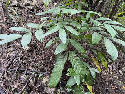 Swietenia macrophylla, photographed by 謝麗霦