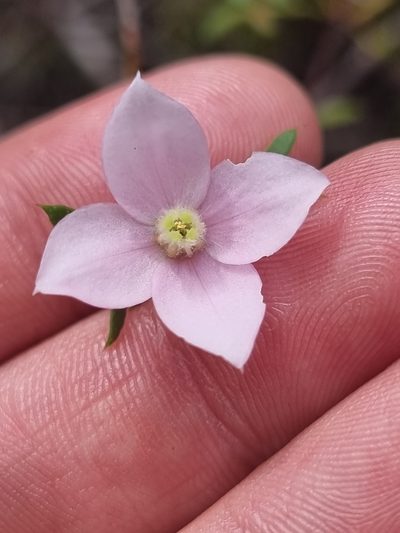 Boronia floribunda, photographed by Richard Dimon