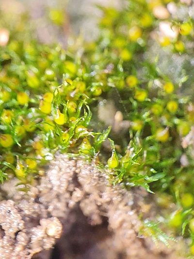 Ephemerum recurvifolium, photographed by Jonathan Hughes