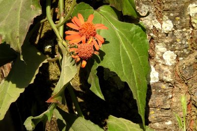 Pseudogynoxys cabrerae, photographed by Hugo Hulsberg