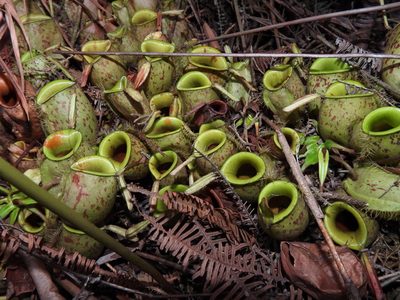 Nepenthes ampullaria, photographed by Samuel Lee