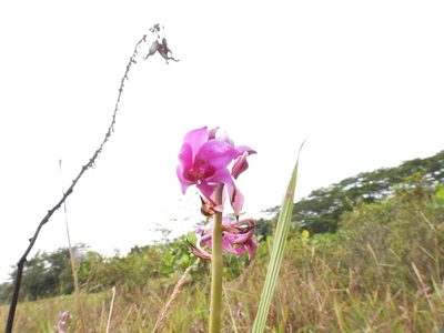 Spathoglottis plicata, photographed by Samuel Lee
