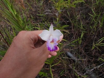 Arundina graminifolia, photographed by Samuel Lee