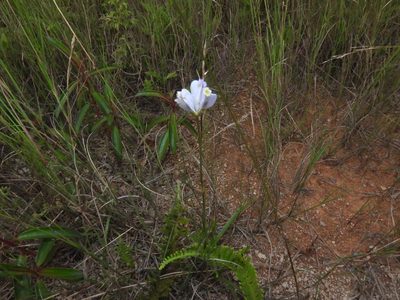 Burmannia coelestis, photographed by Samuel Lee