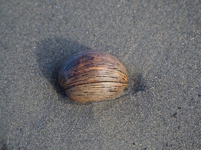 Cerbera manghas, photographed by 葉子