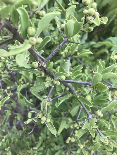 Gymnosporia pubescens, photographed by rosshawkins