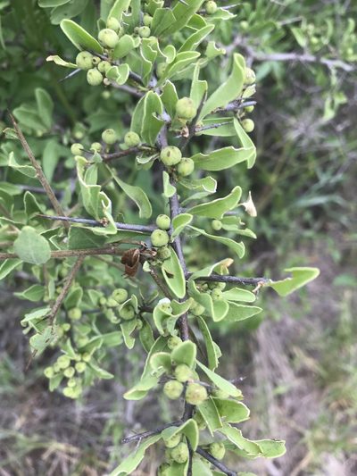 Gymnosporia pubescens, photographed by rosshawkins
