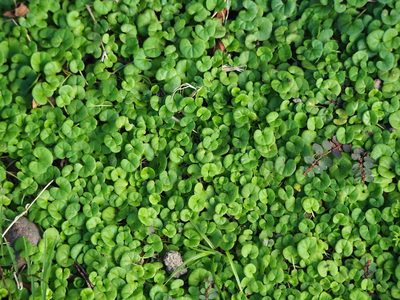Dichondra micrantha, photographed by 葉子