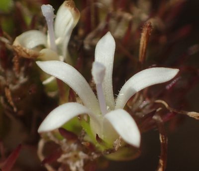 Wahlenbergia desmantha, photographed by Nicola van Berkel