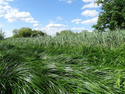 Carex buekii, photographed by Grzegorz Grzejszczak
