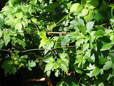 Clematis grata, photographed by 葉子