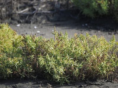 Suaeda maritima, photographed by 葉子