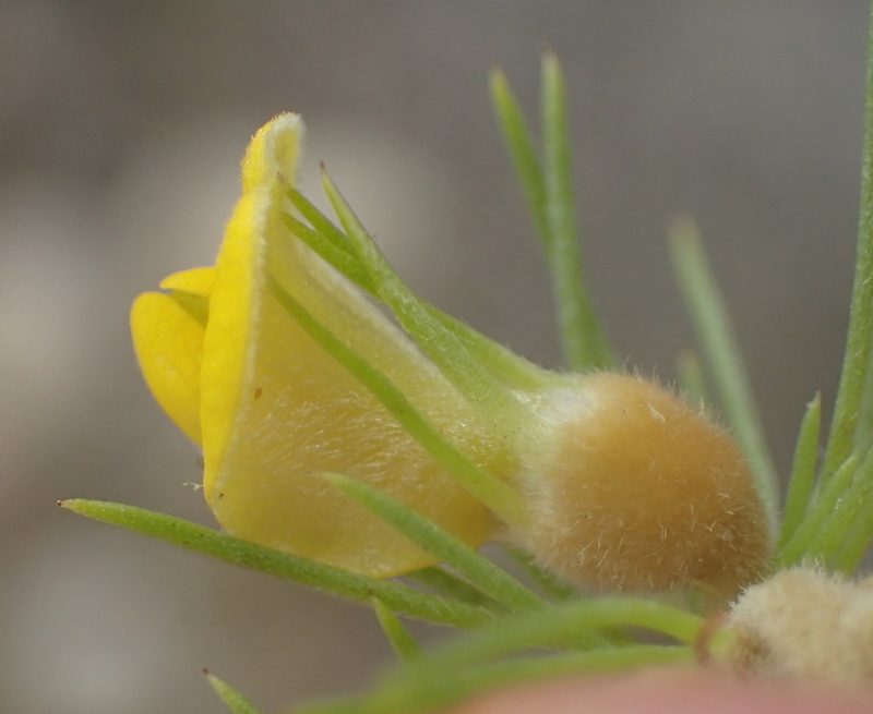 Aspalathus setacea, photographed by Nicola van Berkel