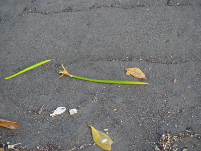 Kandelia obovata, photographed by 葉子