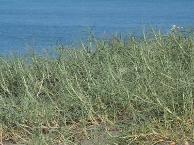 Spinifex littoreus, photographed by 葉子