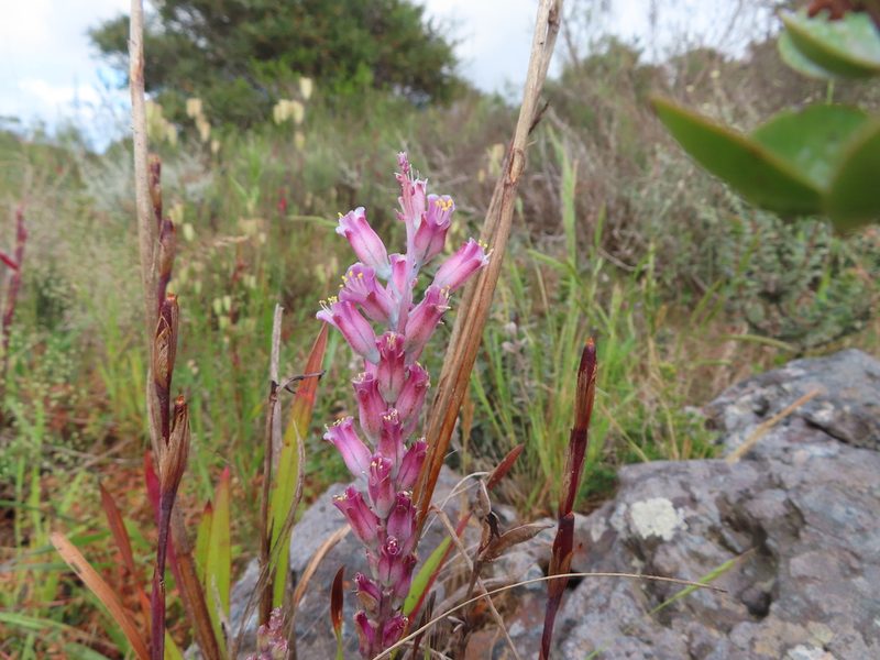 Lachenalia salteri, photographed by linkie