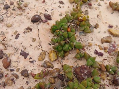 Disphyma dunsdonii, photographed by linkie