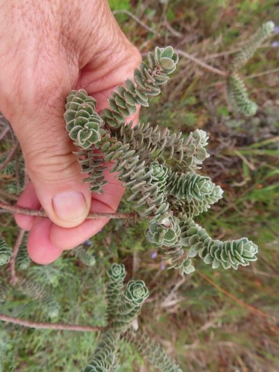 Clutia tomentosa, photographed by linkie