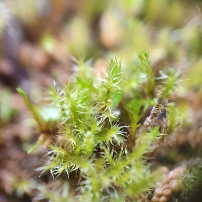 Campylium chrysophyllum, photographed by Jonathan Hughes
