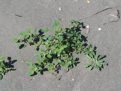 Chenopodium acuminatum, photographed by 葉子