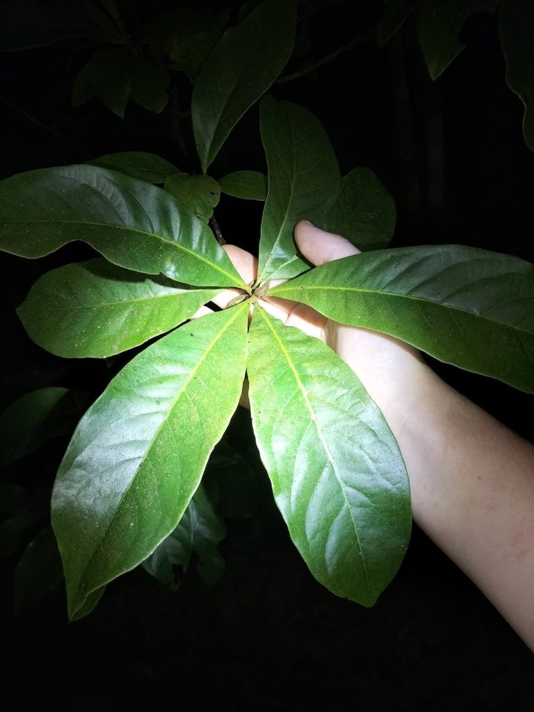 Xanthostemon whitei, photographed by Matthew Borella
