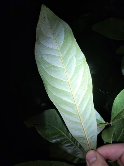 Xanthostemon whitei, photographed by Matthew Borella