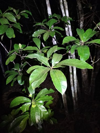 Xanthostemon whitei, photographed by Matthew Borella