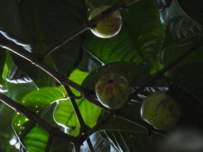 Garcinia griffithii, photographed by Samuel Lee
