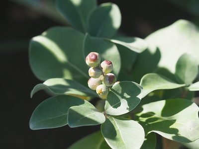 Vitex rotundifolia, photographed by 葉子