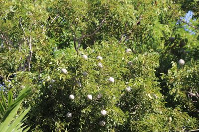 Swietenia mahagoni, photographed by Henggang Cui