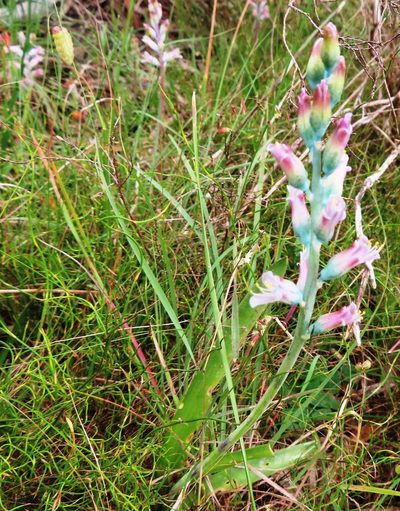 Lachenalia salteri, photographed by linkie