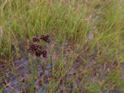 Juncus oxycarpus, photographed by linkie