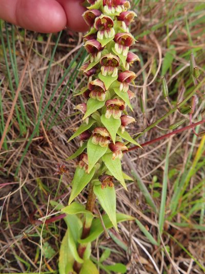Satyrium bracteatum, photographed by linkie