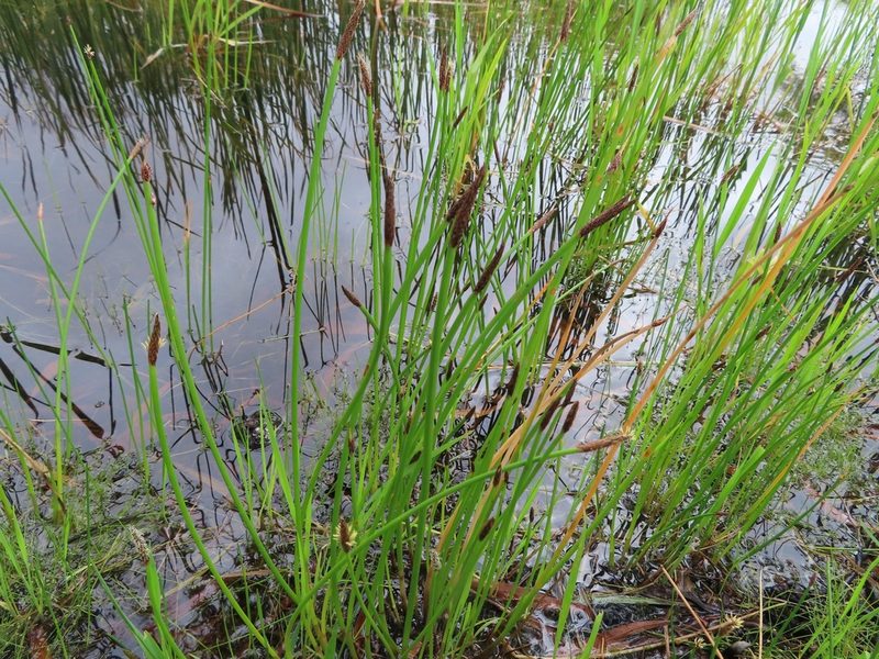 Eleocharis limosa, photographed by linkie