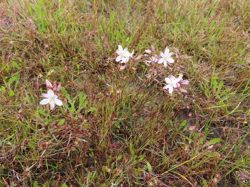 Tenicroa exuviata, photographed by linkie