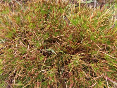 Isolepis ludwigii, photographed by linkie
