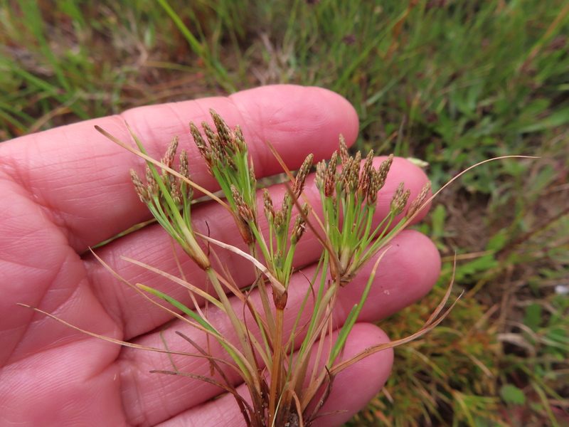 Isolepis ludwigii, photographed by linkie
