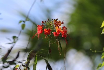 Caesalpinia pulcherrima, photographed by Henggang Cui
