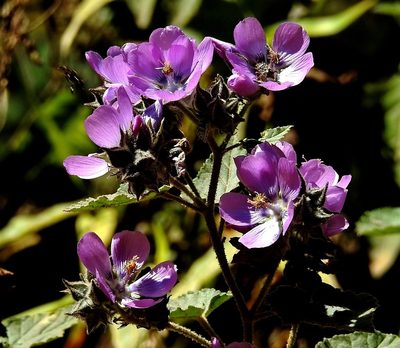 Tarasa capitata, photographed by Hugo Hulsberg