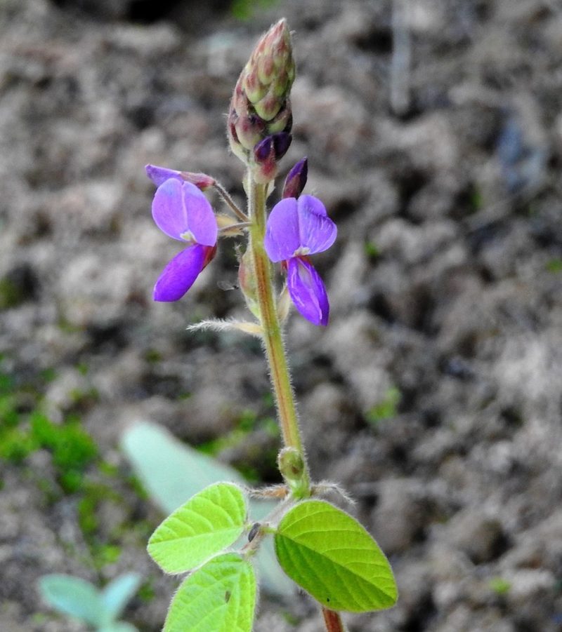 Desmodium subsericeum, photographed by Hugo Hulsberg